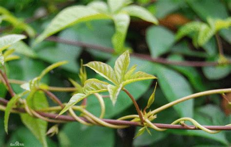 爬藤植物风水|十大风水宜人、最具观赏价值的美丽爬藤植物